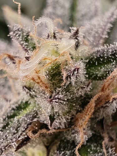 Growreport Bild 1
