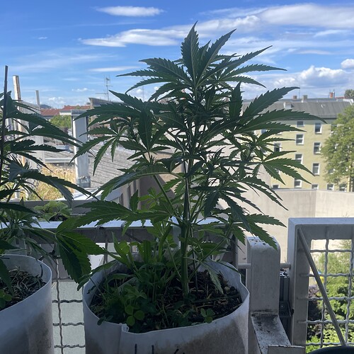 Growreport Bild 14