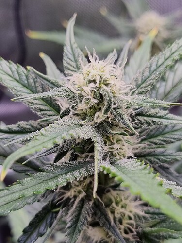 Growreport Bild 3
