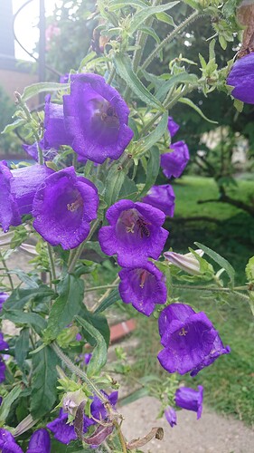 Growreport Bild 66