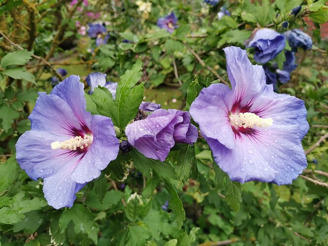 Garten (11)