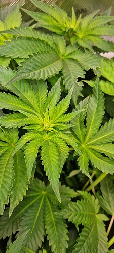 Growreport Bild 8