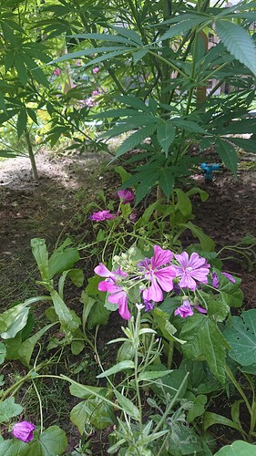 Growreport Bild 58