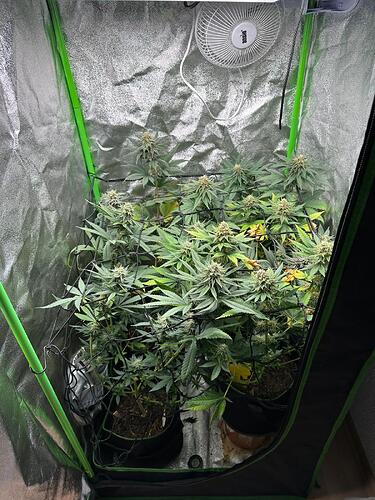 Zwei Cannabispflanzen in einem Growzelt, die durch ein Scrog-Netz gestützt werden.