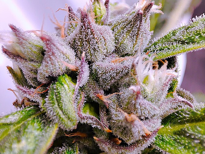 Growreport Bild 6