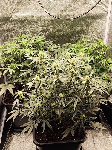 Growreport Bild 1