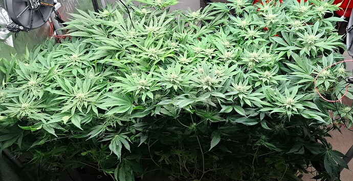 Growreport Bild 7