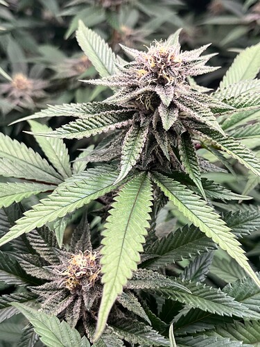 Growreport Bild 5