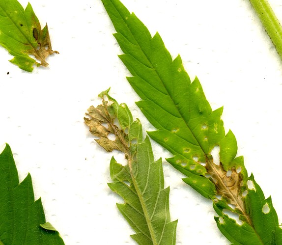 Growreport Bild 17