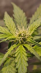 Growreport Bild 32