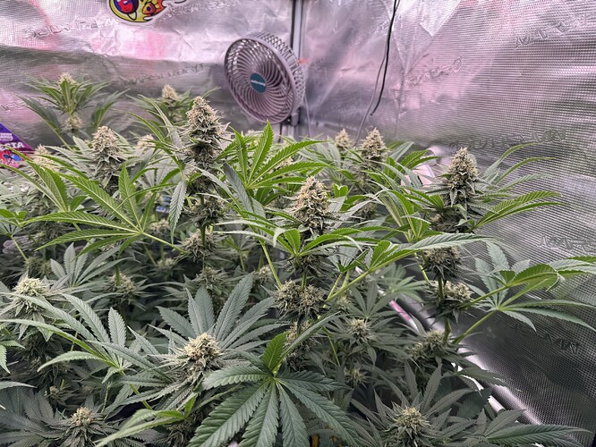 Growreport Bild 34