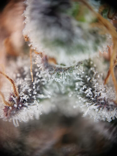 Growreport Bild 28