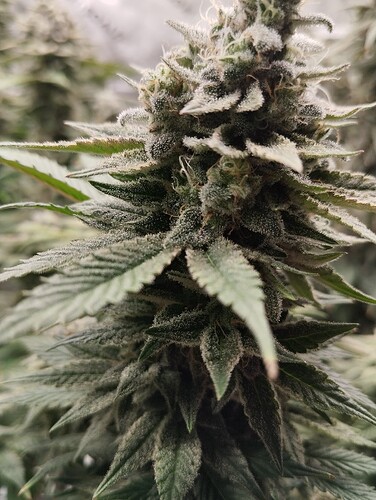 Growreport Bild 15
