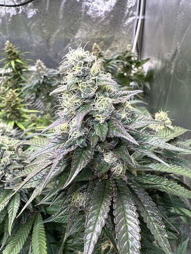 Growreport Bild 31