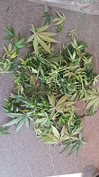 Growreport Bild 59