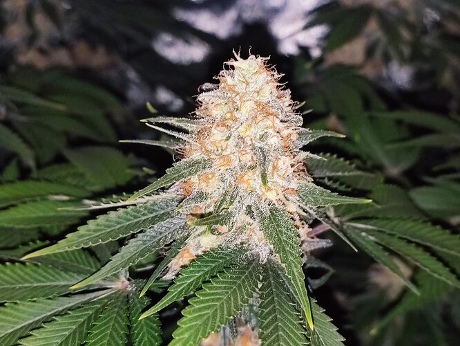Growreport Bild 9