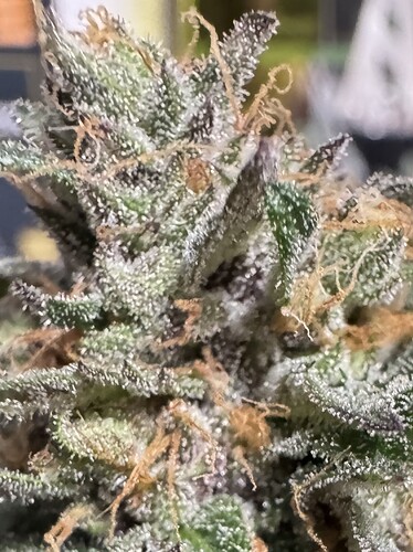 Growreport Bild 26