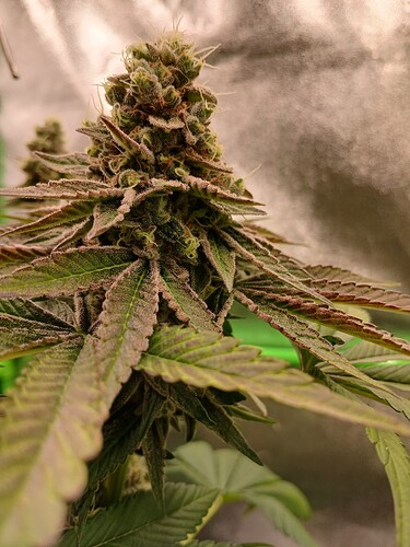 Growreport Bild 20