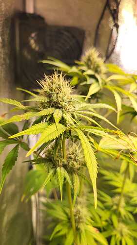 Growreport Bild 9