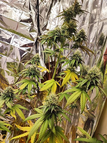 Growreport Bild 9