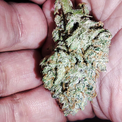 Growreport Bild 2