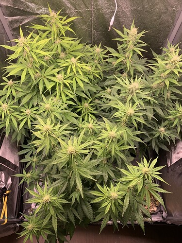 Growreport Bild 4