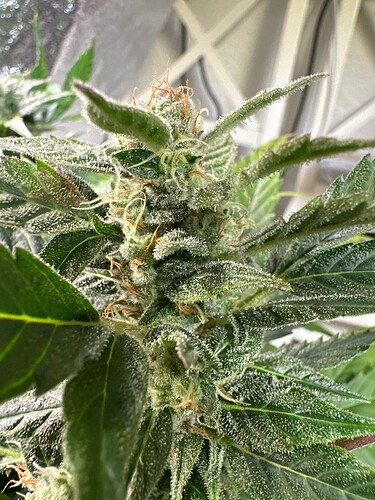 Growreport Bild 4