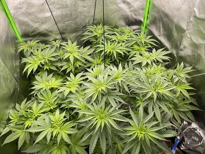 Growreport Bild 1