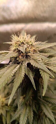 Growreport Bild 4