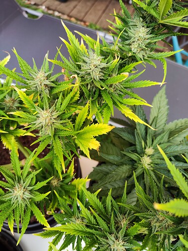Growreport Bild 17