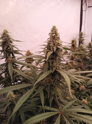 Growreport Bild 43