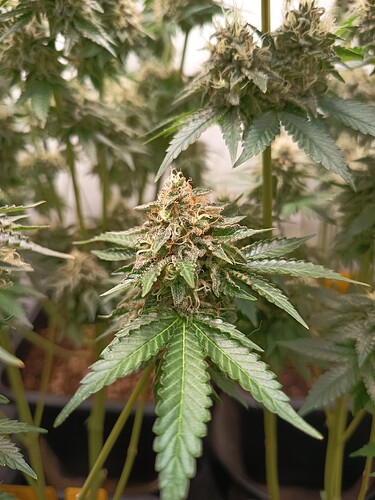 Growreport Bild 24