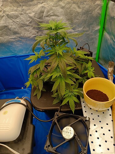 Growreport Bild 3
