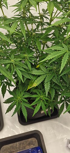 Growreport Bild 11