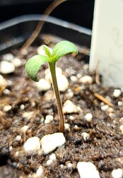 Growreport Bild 3