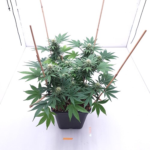 Growreport Bild 5