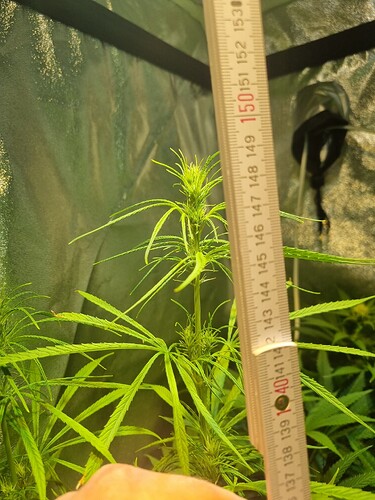 Eine junge Cannabispflanze im Wuchsstadium wird mit einem Maßband gemessen. Die Pflanze hat lange, schmale Blätter und beginnt, erste Blütenansätze zu zeigen. Im Hintergrund ist eine Growbox zu sehen.