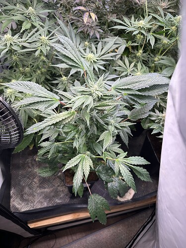 Growreport Bild 21