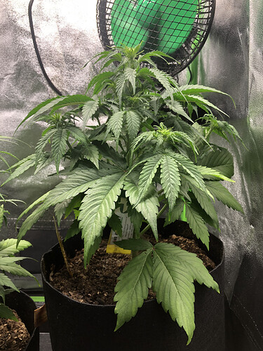 Pineapple Express von der Seite