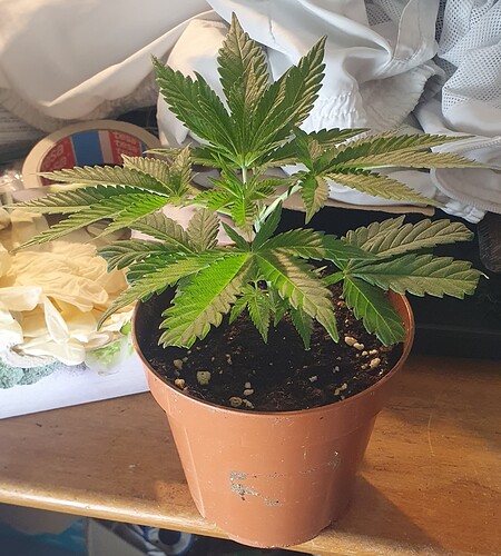 Growreport Bild 2