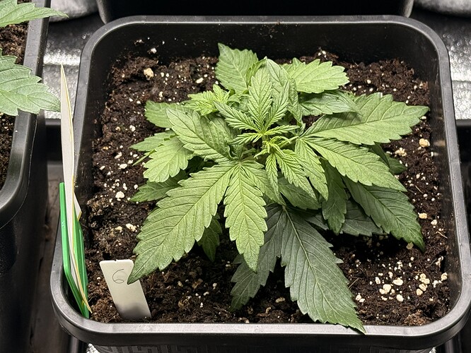 Growreport Bild 13
