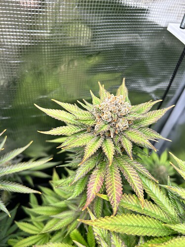 Nahaufnahme eines Cannabis-Buds in der späten Blütephase mit deutlicher Herbstfärbung der Blätter in einem Growzelt.