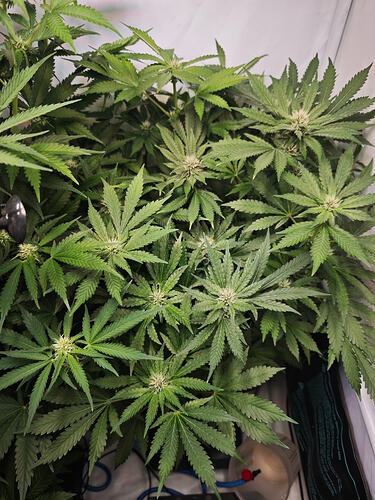Growreport Bild 14