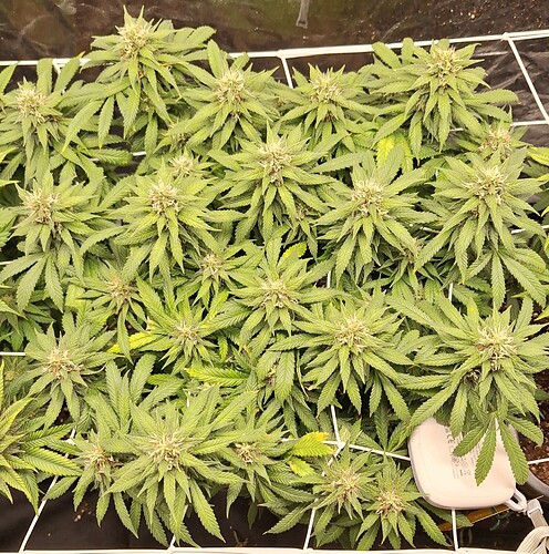Growreport Bild 7
