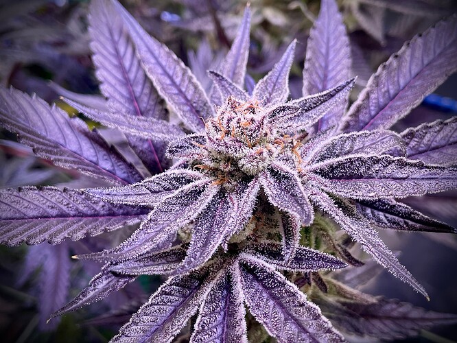 Growreport Bild 12