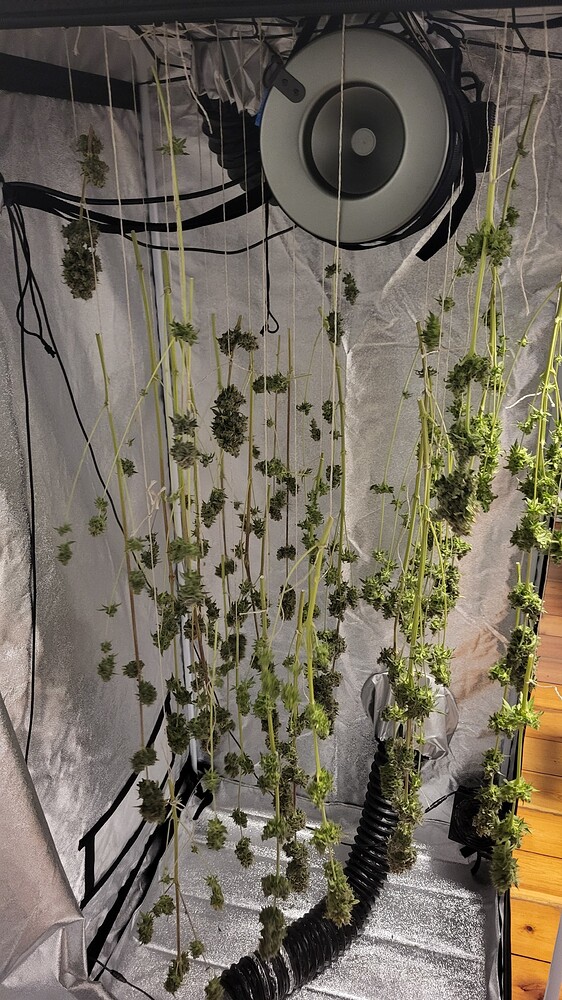 [Abgeschlossen] 1. Grow - First Time Bio-Gätner: Euforia von Dutch Passion, 80 x 80