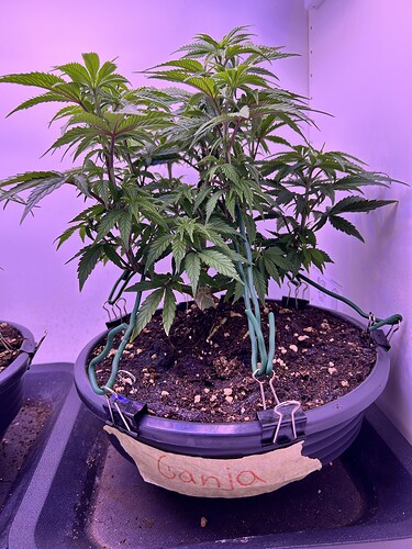 Eine Cannabis-Pflanze in einem Topf mit der Beschriftung 'Ganja', die mit Bindern trainiert wird.