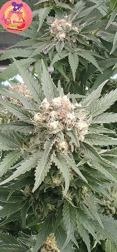 Growreport Bild 11
