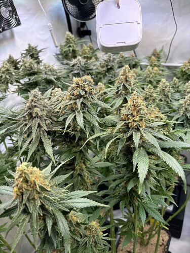 Growreport Bild 33