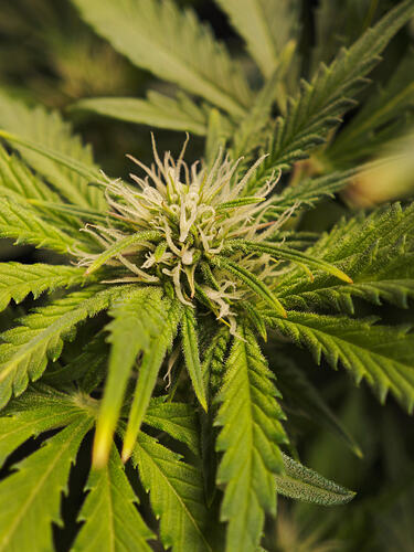 Growreport Bild 2